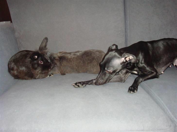 Italiensk mynde Vincenza - Selv om man er jagt hund ligger man lige med sine søskene i sofaen og hviler. billede 6