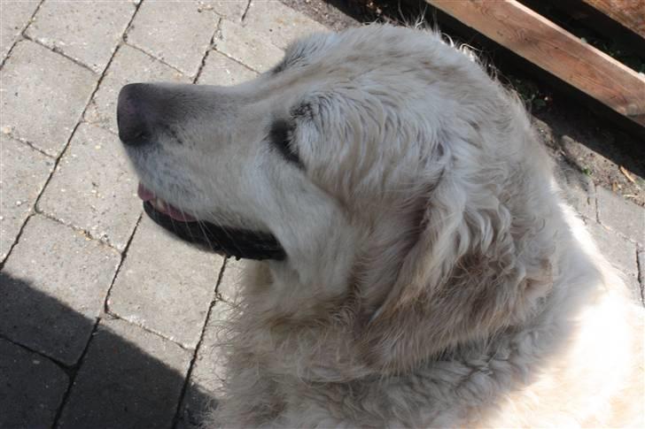 Golden retriever Lergaardens Playfull Pokémon (Tyson) billede 16