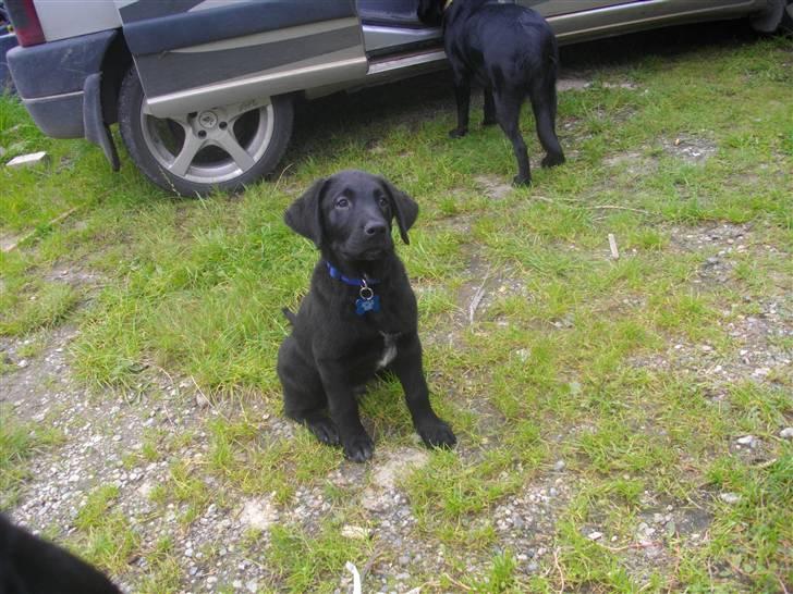 Blanding af racer Leo billede 2