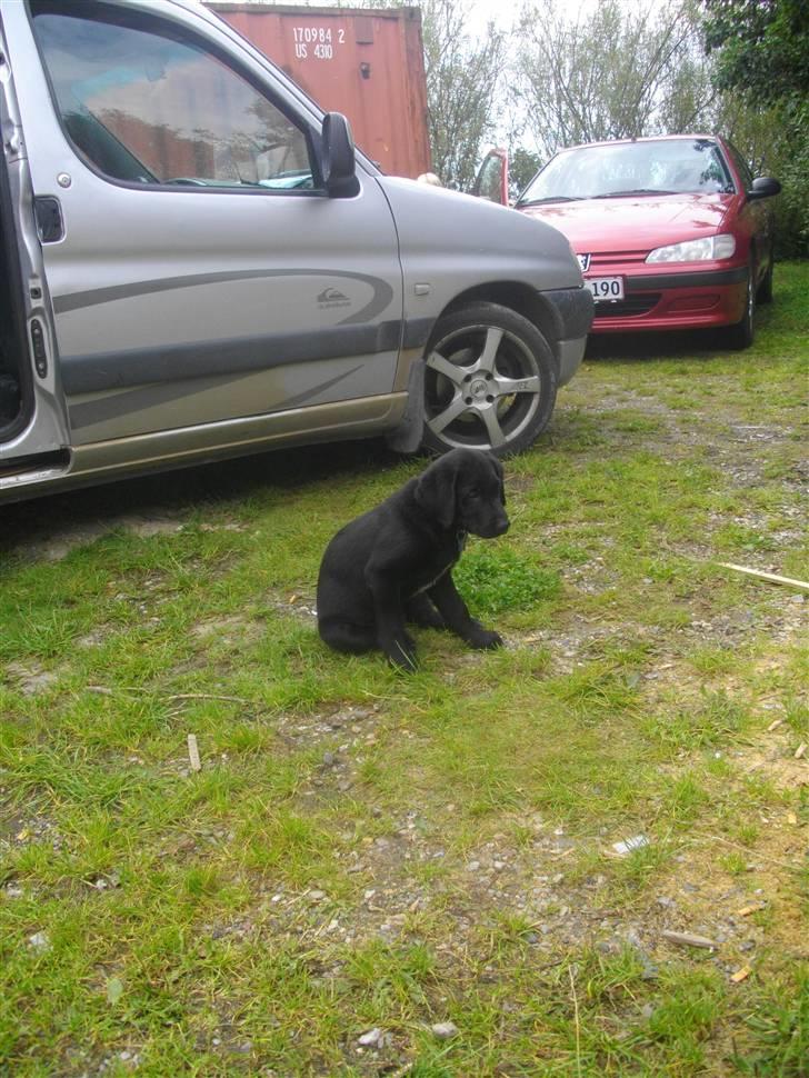 Blanding af racer Leo billede 3