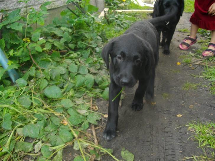 Blanding af racer Leo billede 6