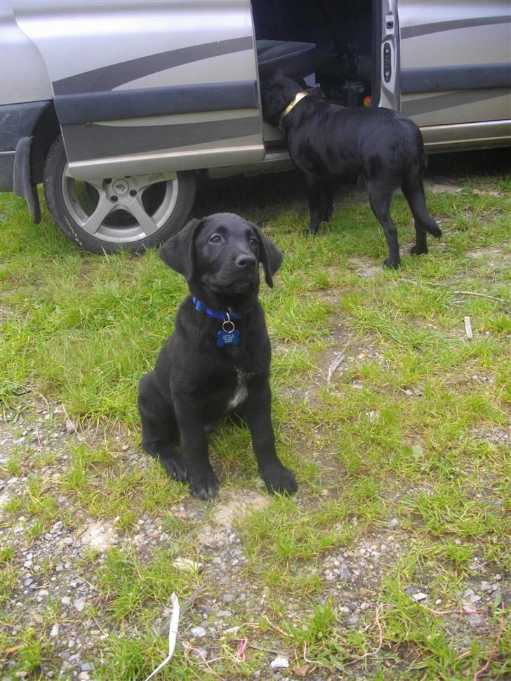 Blanding af racer Leo billede 9