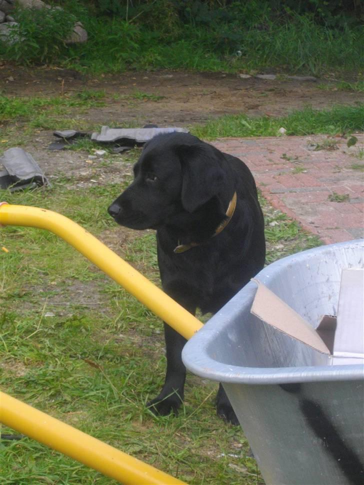 Blanding af racer Loulou billede 17