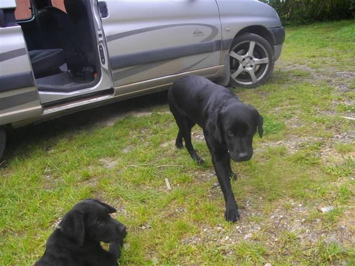 Blanding af racer Loulou billede 19