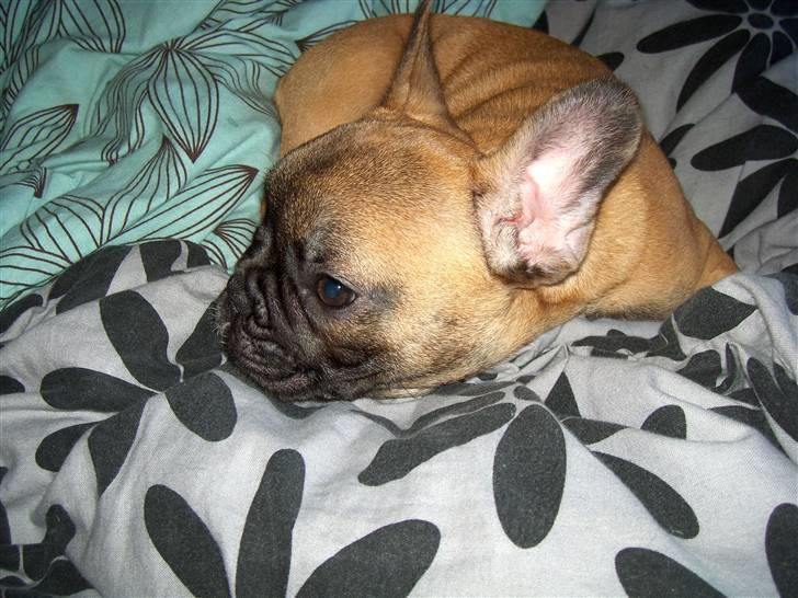 Fransk bulldog Shila Bouledogue Français billede 2