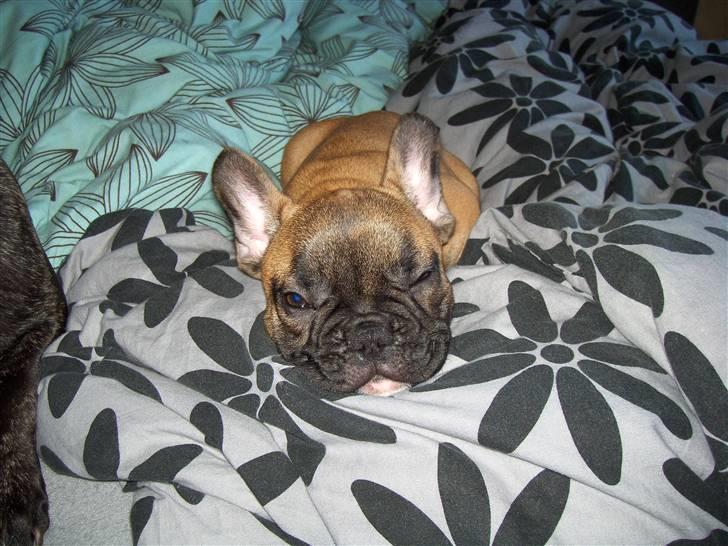 Fransk bulldog Shila Bouledogue Français billede 3