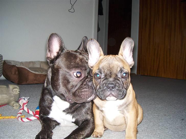 Fransk bulldog Shila Bouledogue Français billede 4