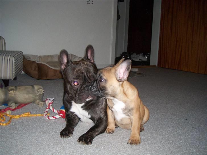 Fransk bulldog Shila Bouledogue Français billede 5