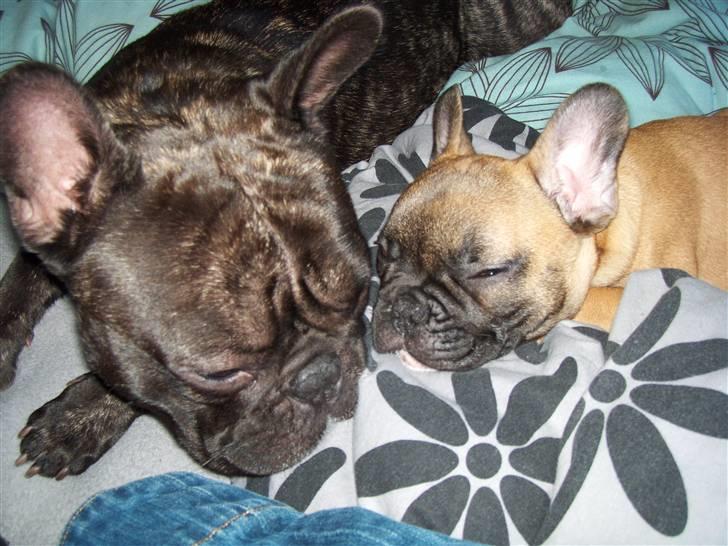 Fransk bulldog Shila Bouledogue Français billede 6