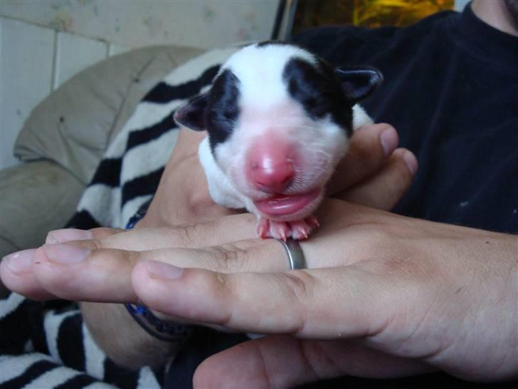 Blanding af racer Mephisto - Næsten nyfødt, et døgn gammel, i fars hænder. billede 1