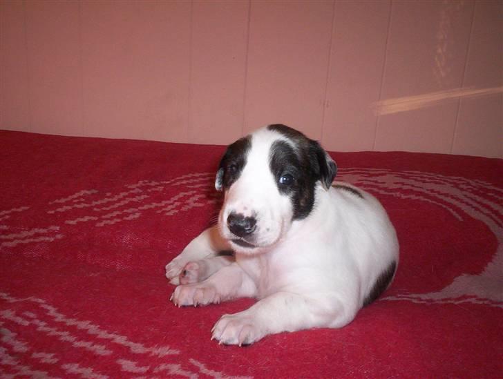 Blanding af racer Mephisto - Her er jeg 3 uger gammel. billede 2