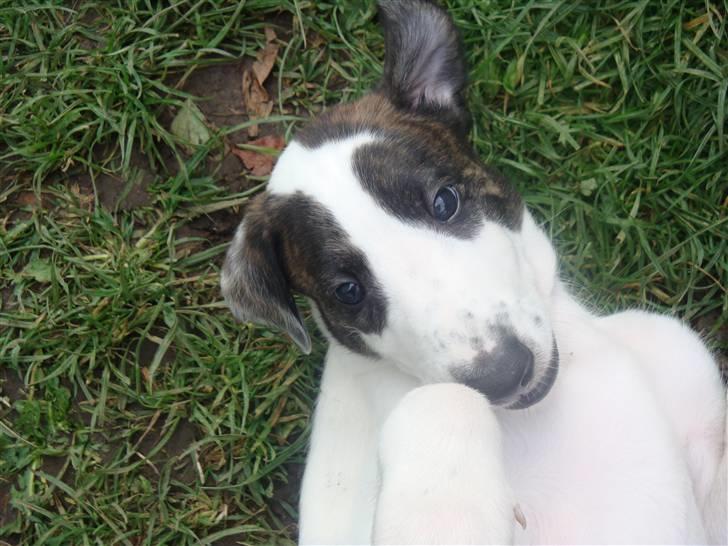 Blanding af racer Mephisto - Nu er jeg hele 4 uger gammel og ved ikke helt hvordan mine poter og ben virker endnu. billede 3