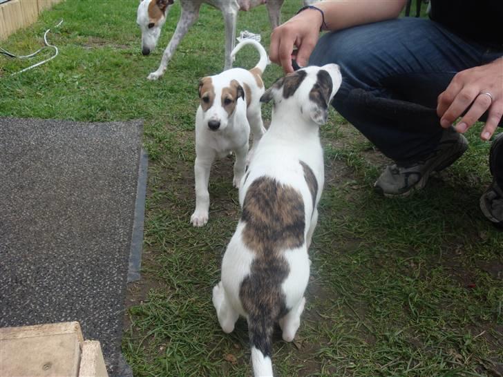 Blanding af racer Mephisto - Jeg er 5 uger nu, og nu kan man rigtig se hvor fin min ryg er. billede 4