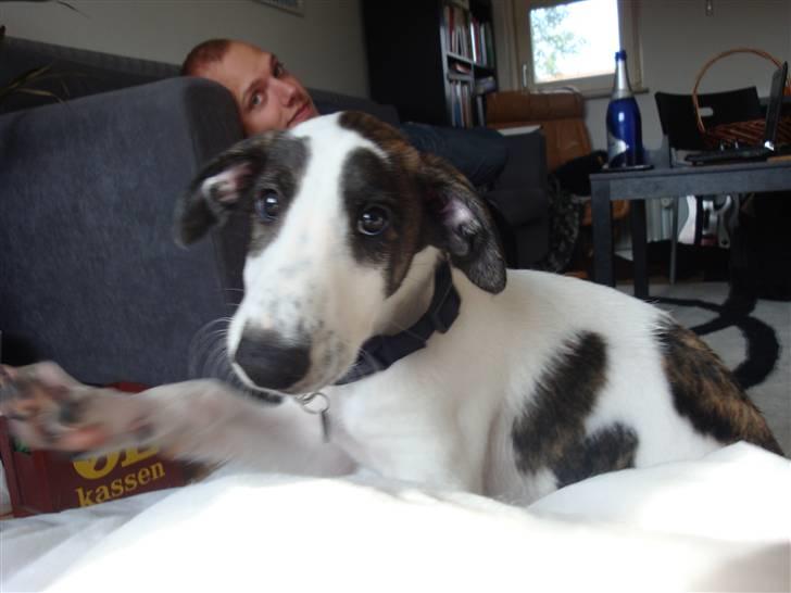 Blanding af racer Mephisto - Nu er jeg endelig kommet hjem til mor og far, jeg undre mig over hvor mine søskene er henne, så jeg vinker lige til dem. billede 5