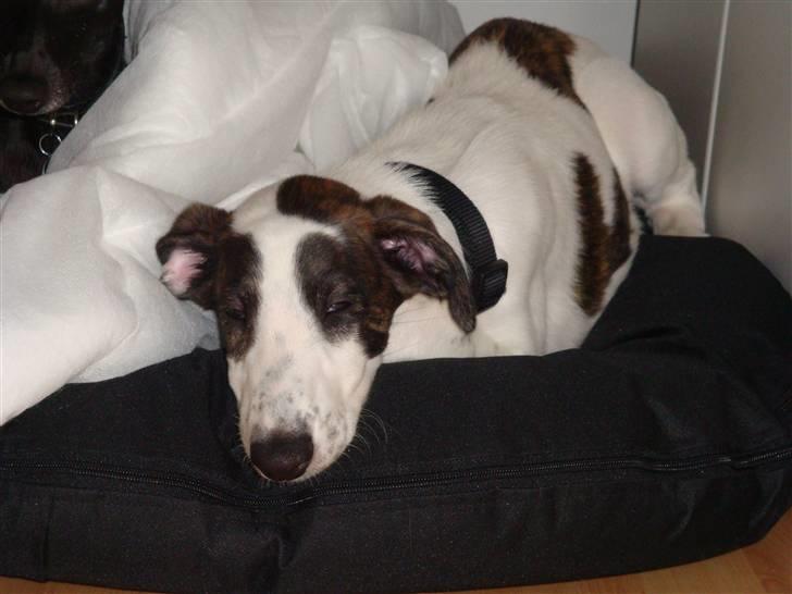 Blanding af racer Mephisto - Det har været en hård dag, nu er jeg træt og ligger i min seng. billede 6