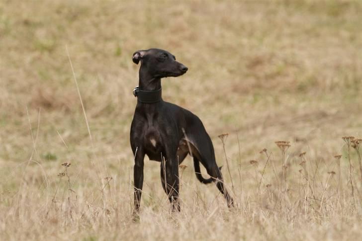 Italiensk mynde Vincenza - Taget af Kaj Følling, til LC. billede 8