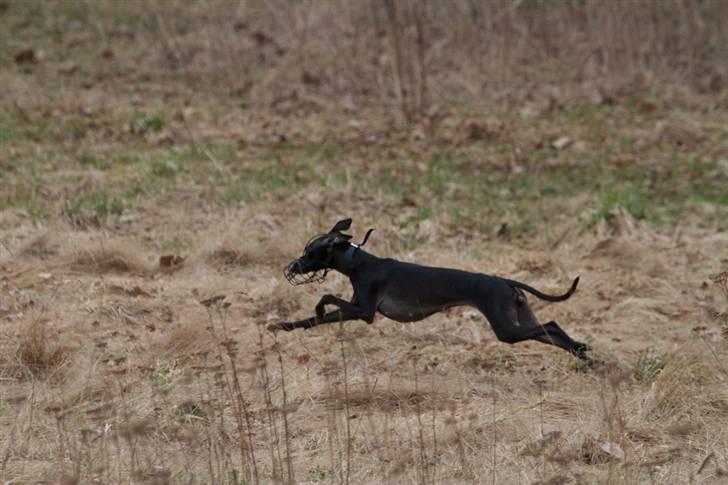 Italiensk mynde Vincenza - Taget af Kaj Følling, til LC, med maske, den eneste gang det næsten lykkedes billede 9