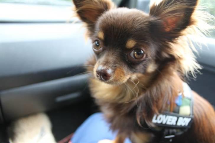 Chihuahua Malekits Oliver billede 17