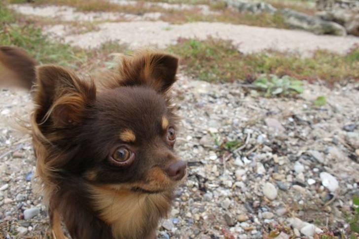 Chihuahua Malekits Oliver billede 18