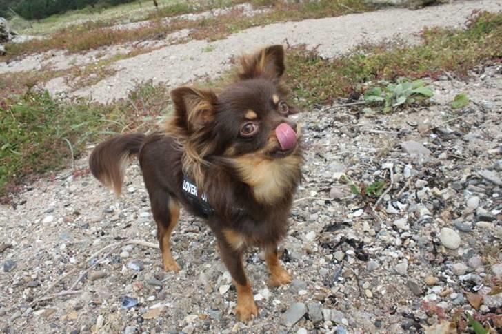 Chihuahua Malekits Oliver billede 19