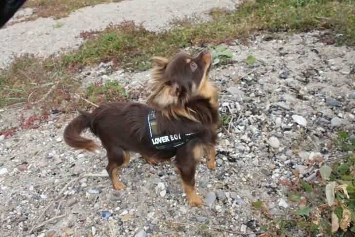 Chihuahua Malekits Oliver billede 20