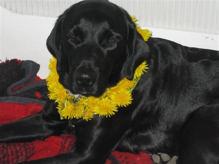 Blanding af racer Sussi - Nu med blomsterkrans billede 13