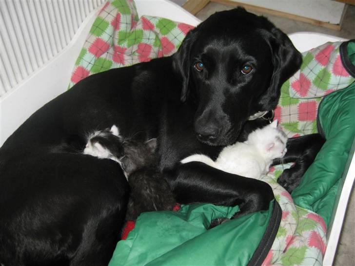 Blanding af racer Sussi - Jeg syntes lige jeg skulle være mor for disse killinger ;) billede 14