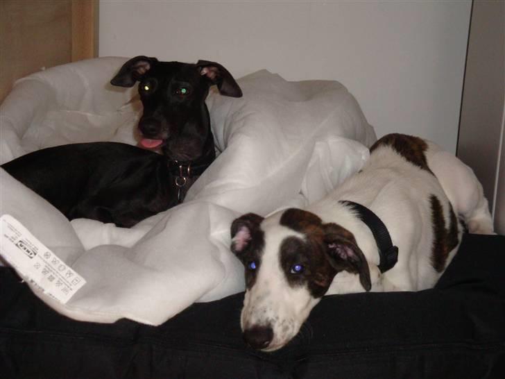 Blanding af racer Mephisto - jeg elsker store søster, men hun er nu tarvelig at række tunge af mig. billede 7