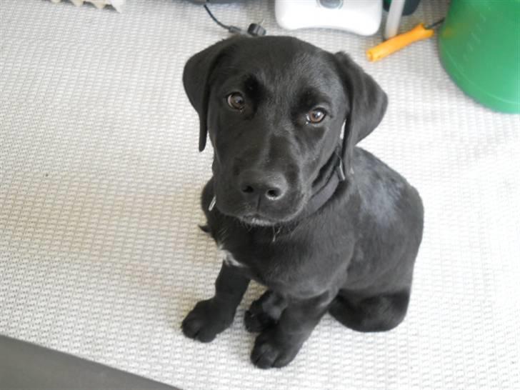 Labrador retriever Thor billede 1