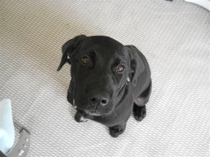 Labrador retriever Thor billede 2