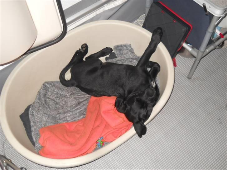 Labrador retriever Thor billede 3