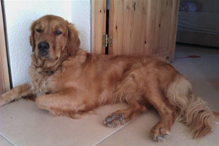 Golden retriever Luca billede 20