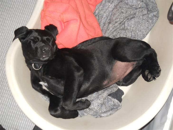 Labrador retriever Thor billede 4