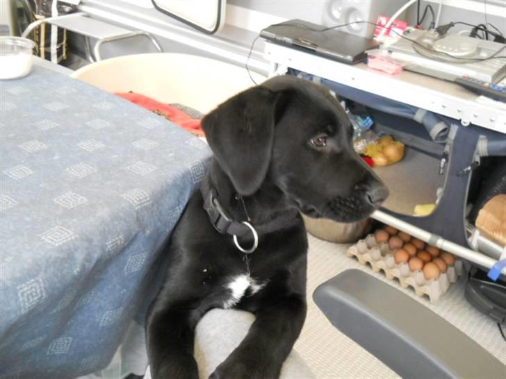 Labrador retriever Thor billede 5