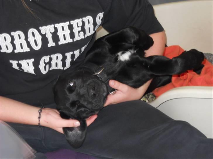 Labrador retriever Thor billede 6