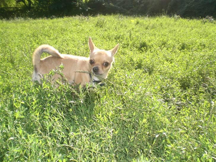 Chihuahua Hugo billede 18