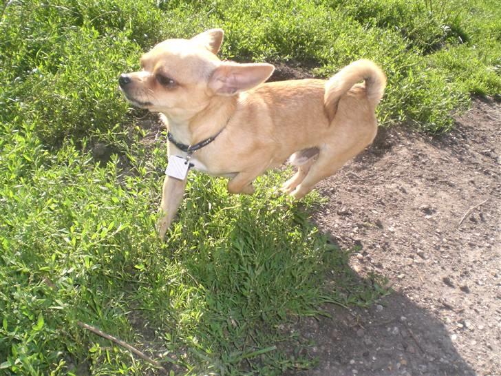 Chihuahua Hugo billede 19