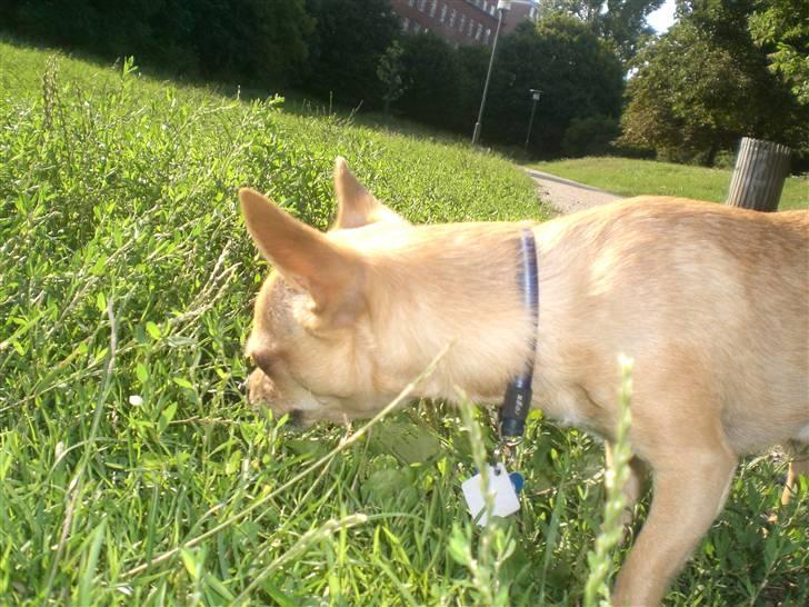 Chihuahua Hugo billede 20