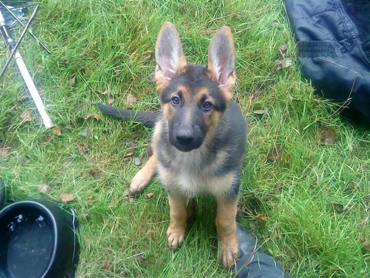 Schæferhund Morgan billede 1