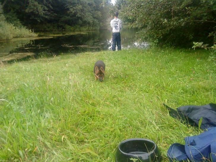 Schæferhund Morgan billede 2