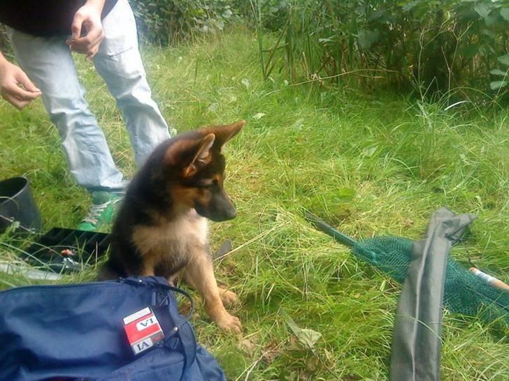 Schæferhund Morgan billede 3