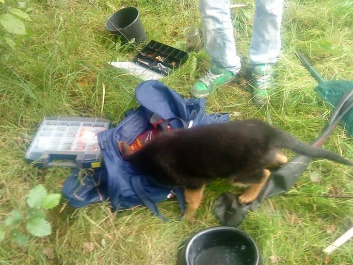 Schæferhund Morgan billede 4