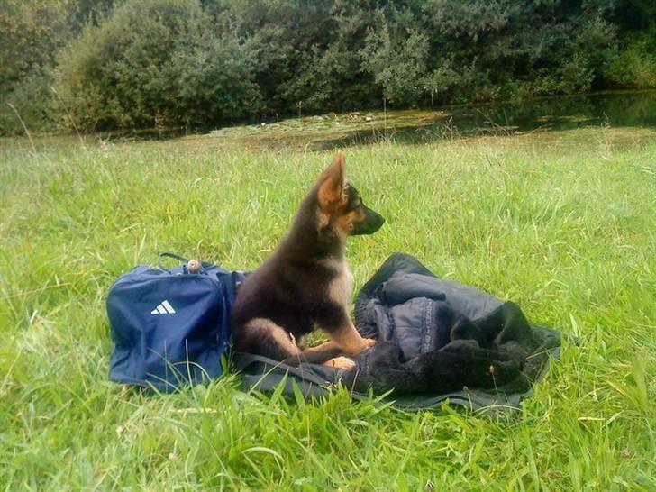 Schæferhund Morgan billede 5