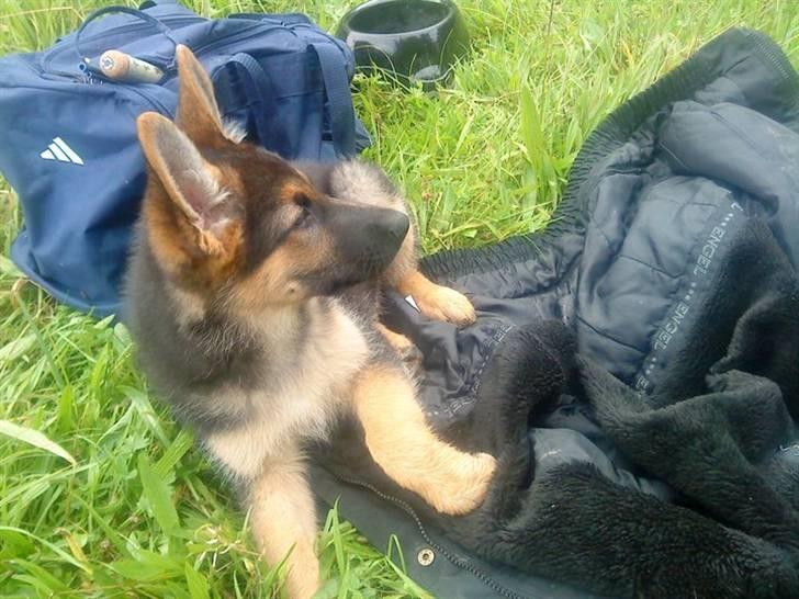 Schæferhund Morgan billede 6