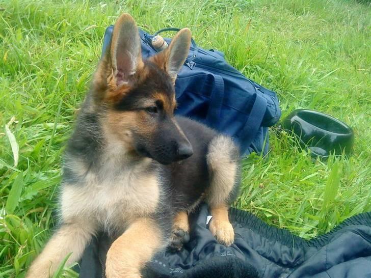 Schæferhund Morgan billede 7