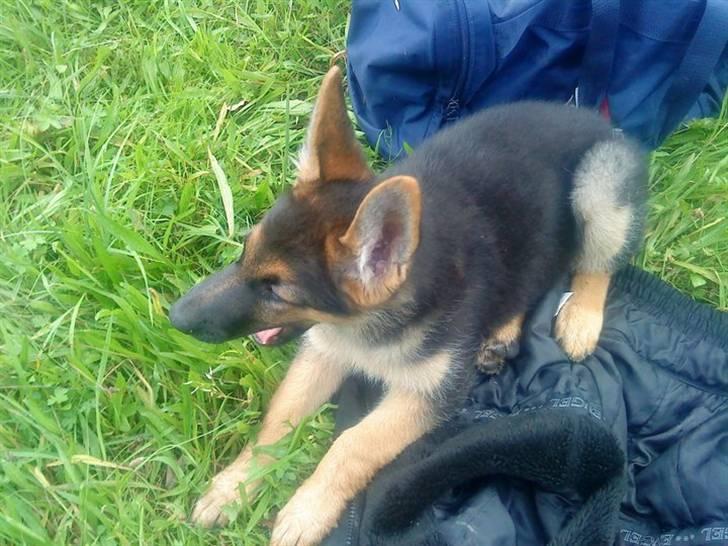 Schæferhund Morgan billede 8