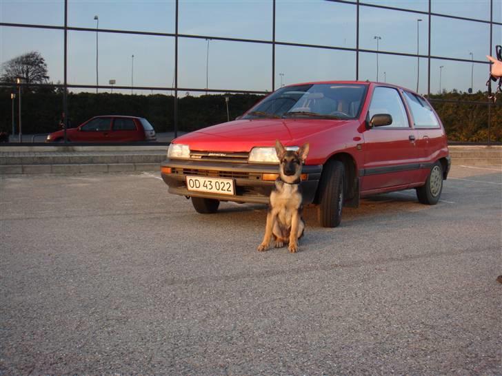 Schæferhund Morgan billede 9