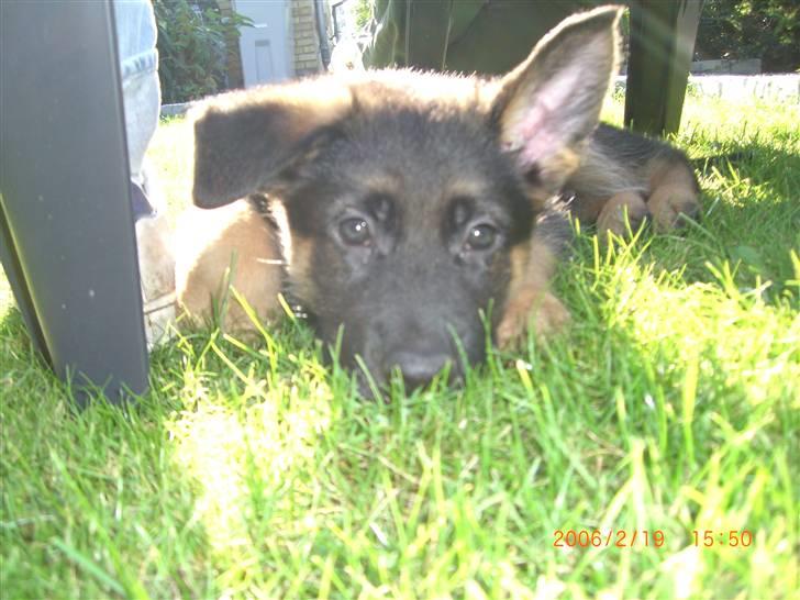 Schæferhund Sandkærgårds Lajco - Stritøre :) billede 5