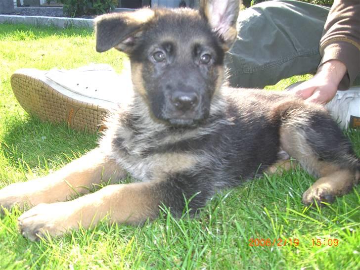 Schæferhund Sandkærgårds Lajco billede 6