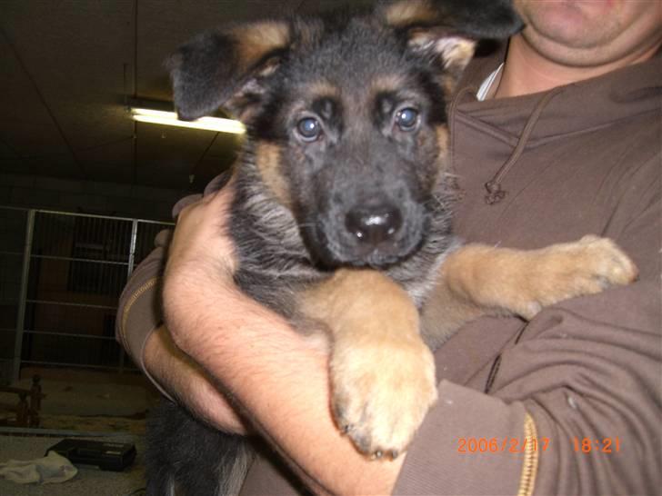 Schæferhund Sandkærgårds Lajco billede 7